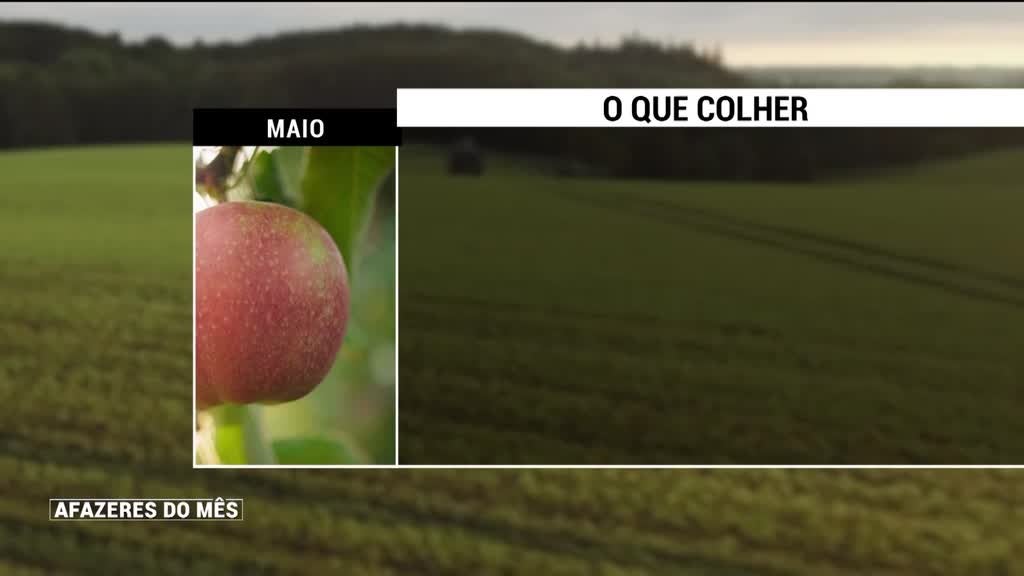 Imagem de Afazeres do Mês