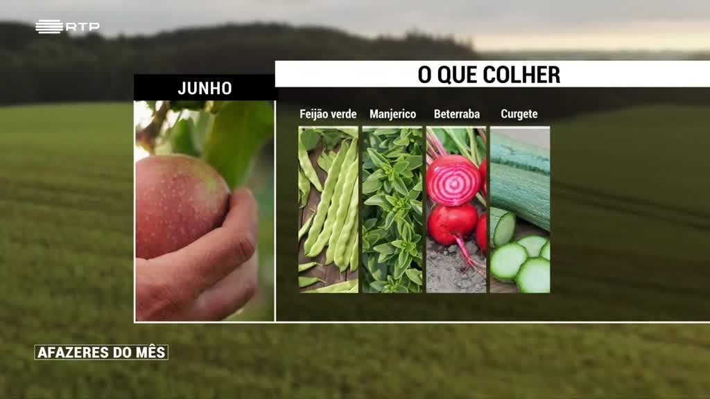 Imagem de Afazeres do Mês