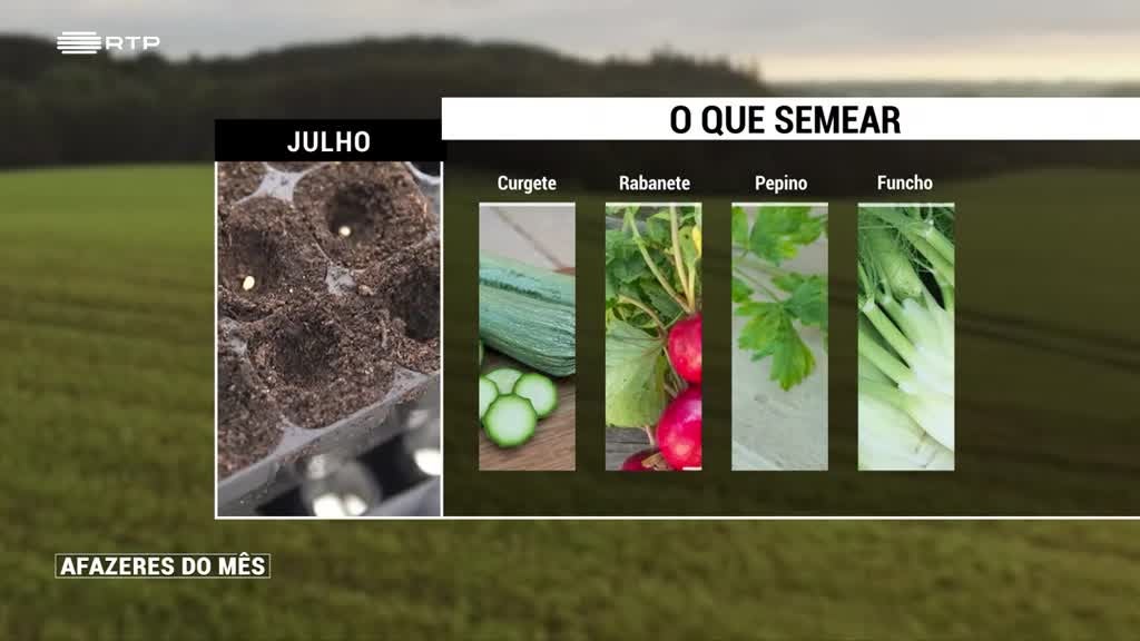 Imagem de Afazeres do Mês