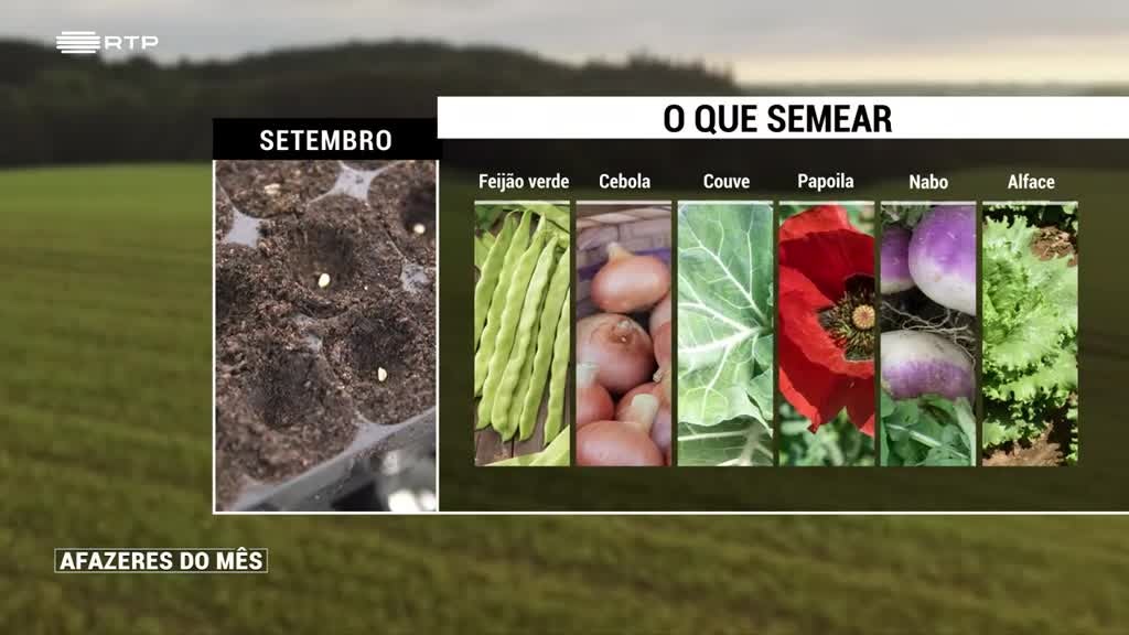 Imagem de Afazeres do Mês