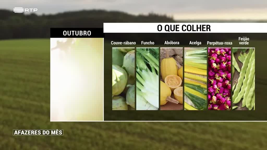 Imagem de Afazeres do Mês