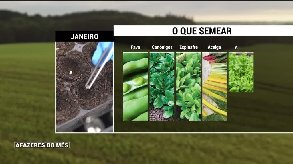 Imagem de Afazeres do Mês