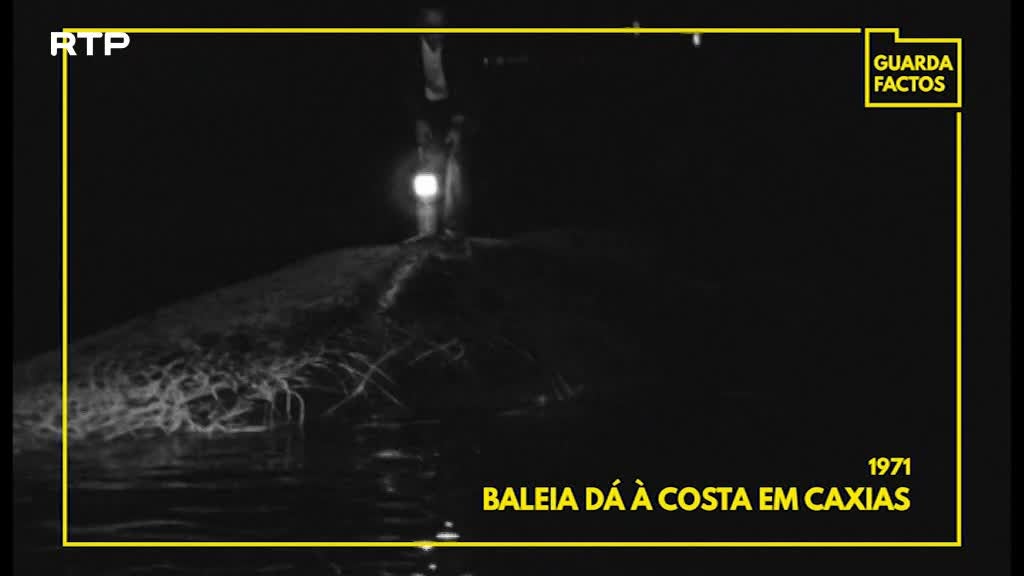 Imagem de Guarda-Factos Micro