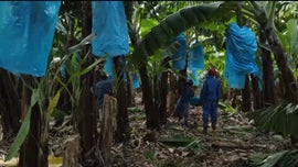 Oportunidades Agrcolas em frica