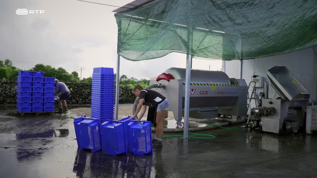 Imagem de Vinhos com História - Vinhos do Pico