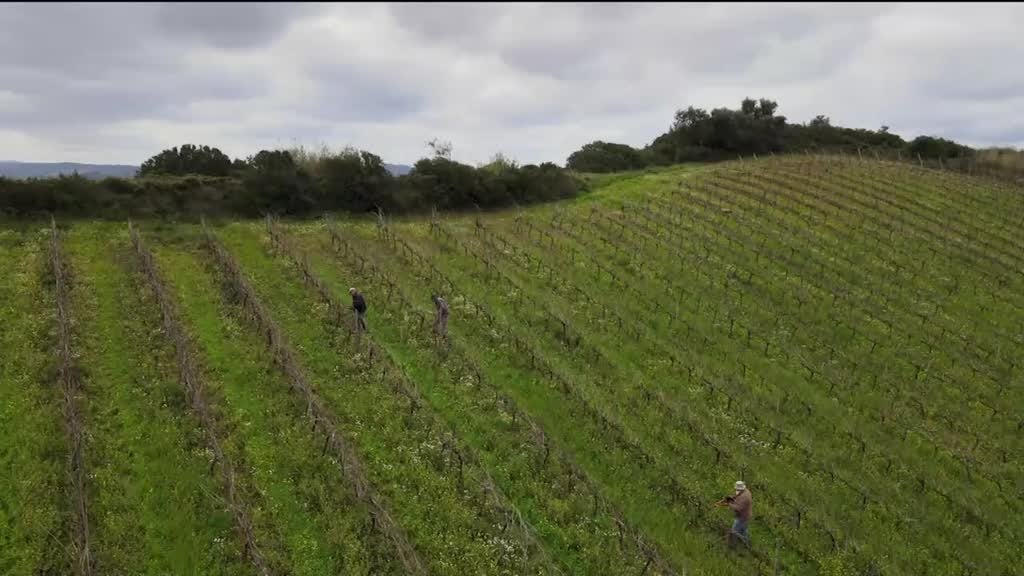 Imagem de Vinho, O Sangue da Terra
