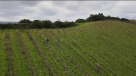 Imagem de Vinho, O Sangue da Terra