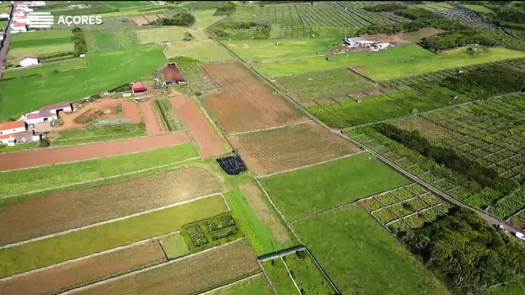Imagem de Vira e Volta - Avelino Cunha | Graciosa