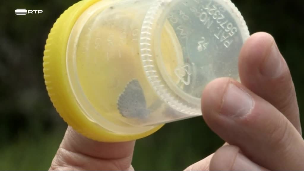 Imagem de Os Sobreviventes no Zoo