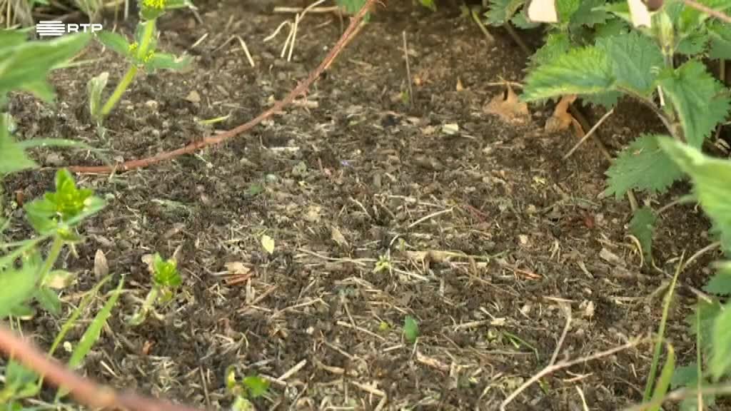 Imagem de Os Sobreviventes no Zoo