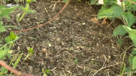 Imagem de Os Sobreviventes no Zoo