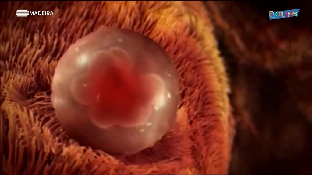 Imagem de Escolartes 2024