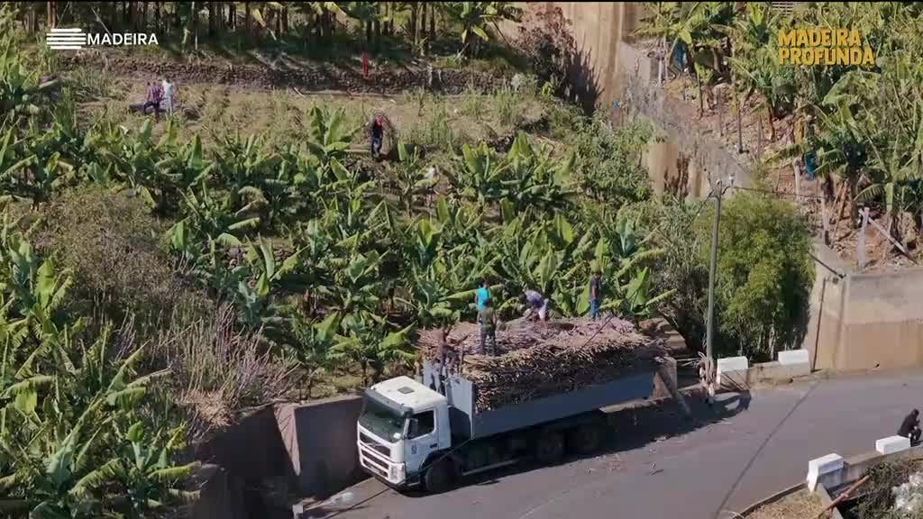 Imagem de Madeira Profunda