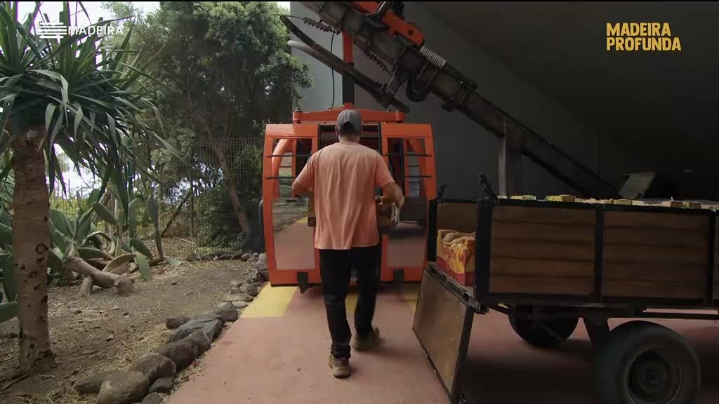 Imagem de Madeira Profunda