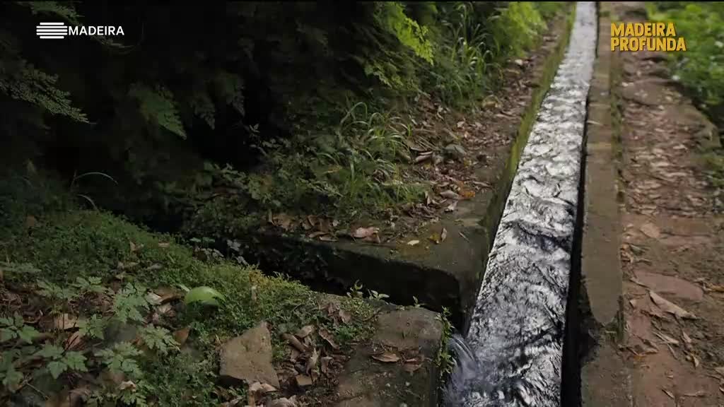 Imagem de Madeira Profunda