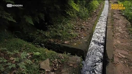 Imagem de Madeira Profunda