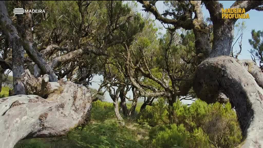 Imagem de Madeira Profunda
