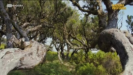 Imagem de Madeira Profunda