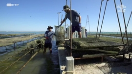 Imagem de Freixo de Numo e Culatra