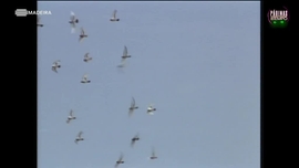 Imagem de P�ginas do Tempo