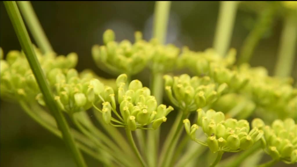 Imagem de Ingrediente Secreto - Convidada: Luísa Sobral; ingrediente: pastinaca