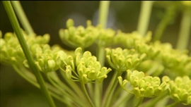 Imagem de Convidada: Lu�sa Sobral; ingrediente: pastinaca