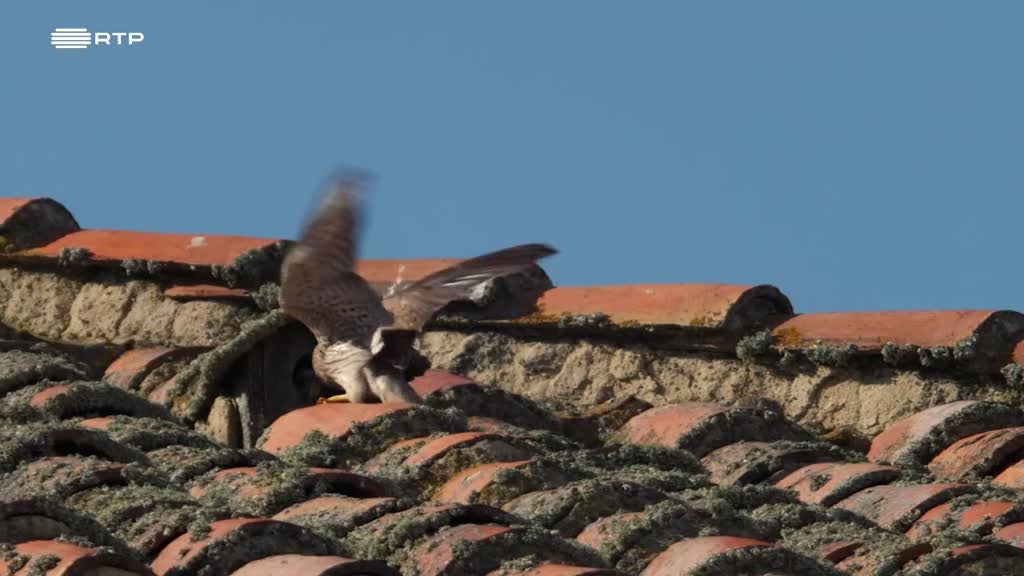 Imagem de A Península - Planícies