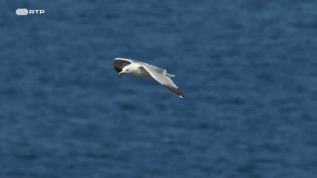 Imagem de A Península - Costa