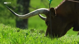 Por Detrs Das Pedras Roladas e das Ravinas, Uma Paixo Telrica