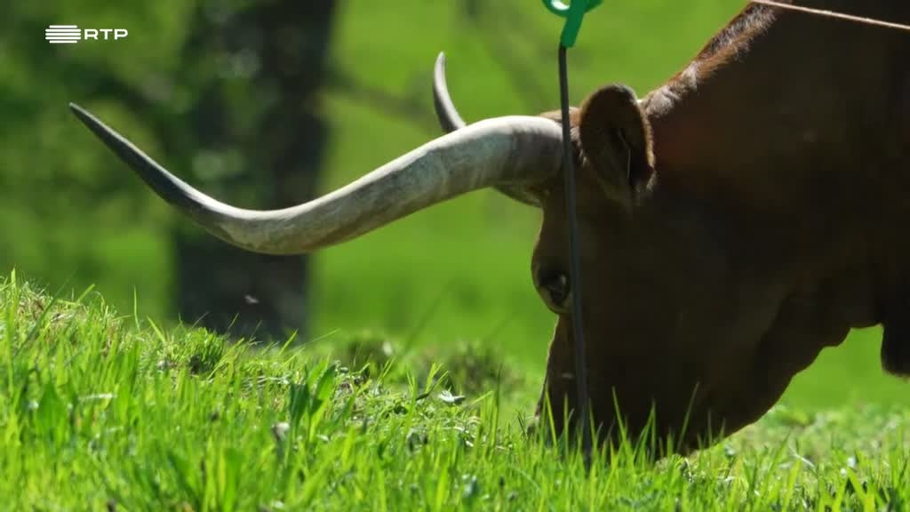 Imagem de Entre o Mar e a Terra - Por Detrás Das Pedras Roladas e das Ravinas, Uma Paixão Telúrica