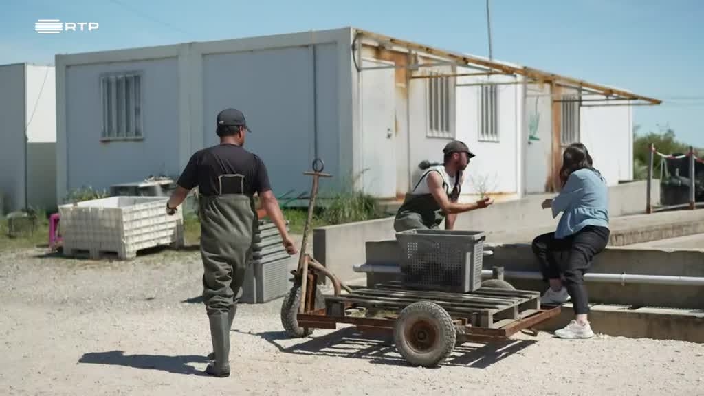 Imagem de Entre o Mar e a Terra - No Reino do Baixo Mondego e Mais Além