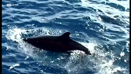 Imagem de Afazeres do Mar e da Terra