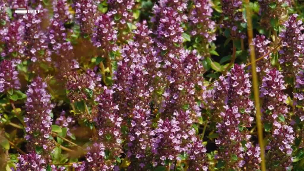 Imagem de Fauna Ibérica