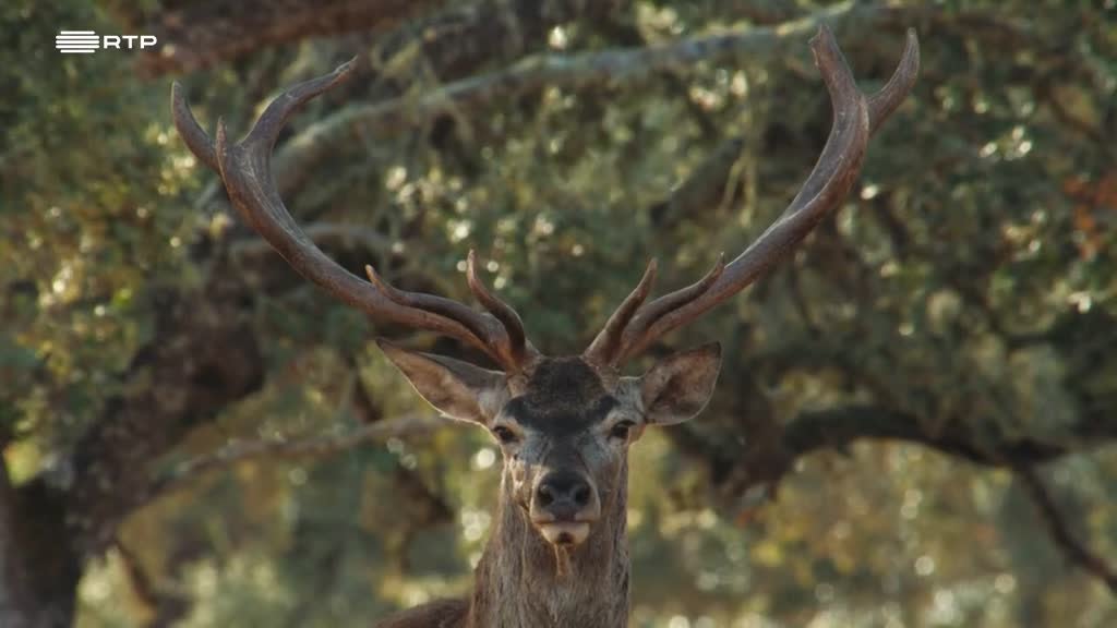 Imagem de Fauna Ibérica