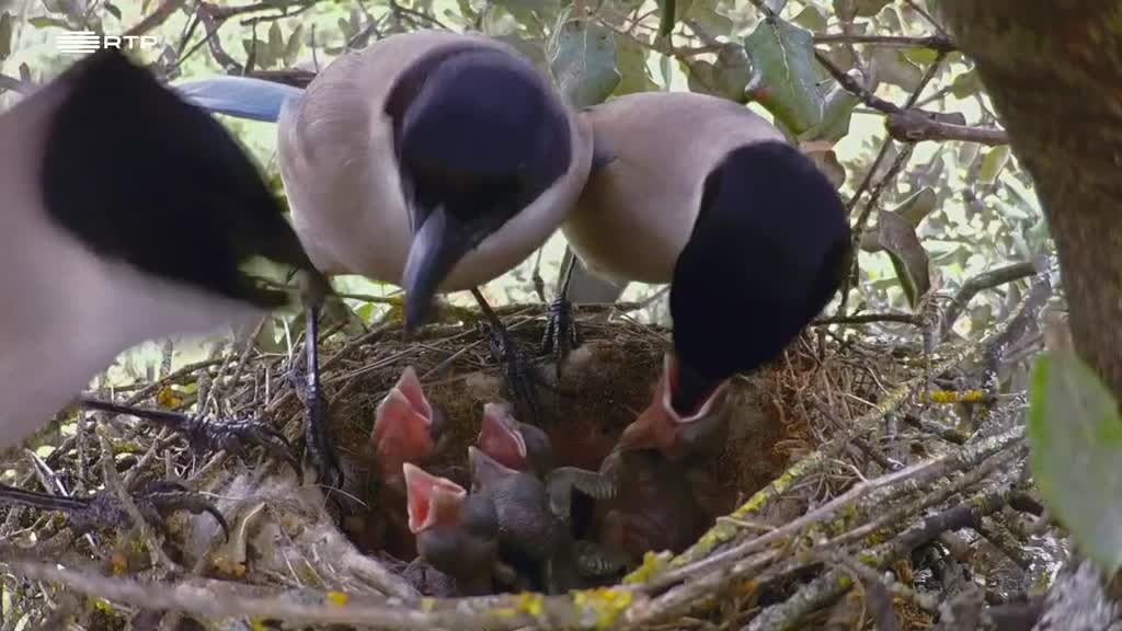 Imagem de Fauna Ibérica