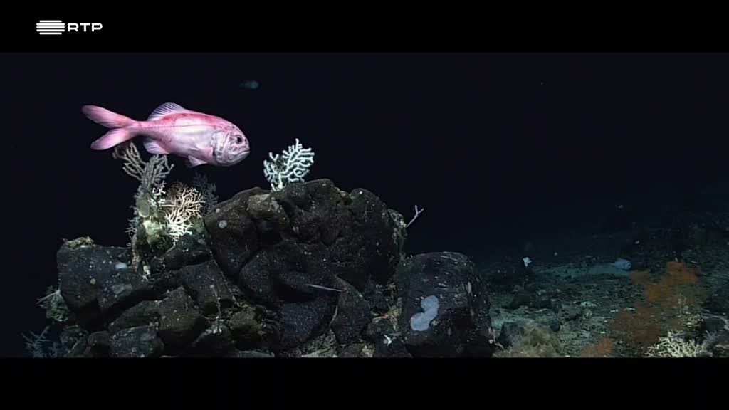 Imagem de Minuto Azul Escuro