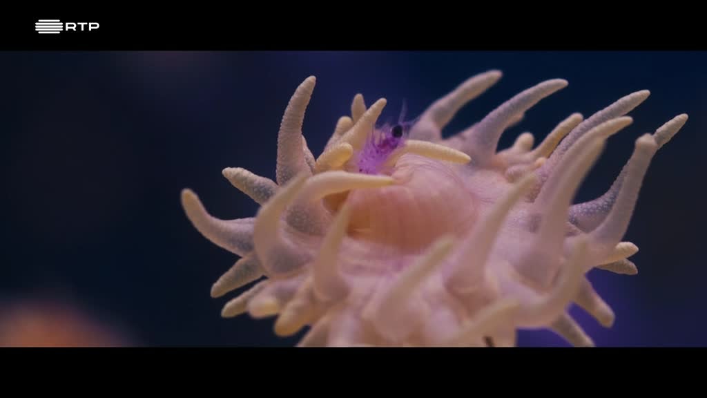 Imagem de Minuto Azul Escuro