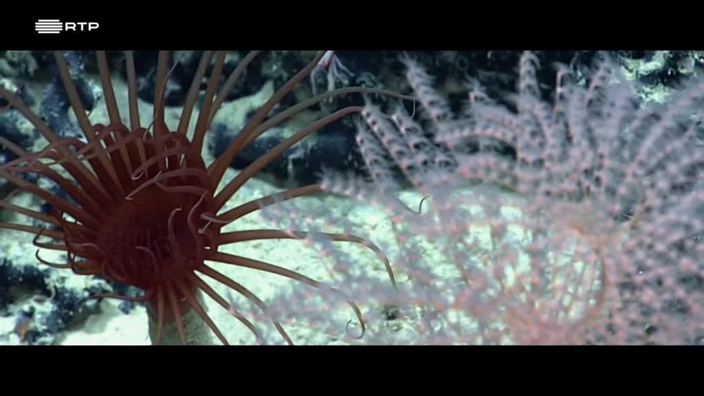 Imagem de Minuto Azul Escuro