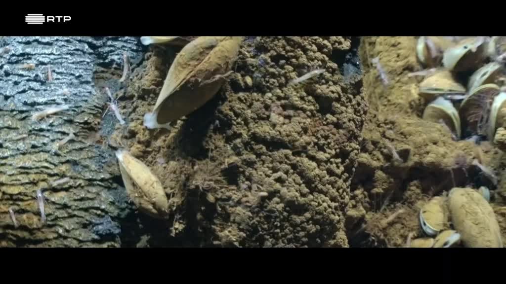 Imagem de Minuto Azul Escuro