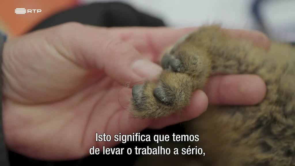 Imagem de As Palavras do Mundo