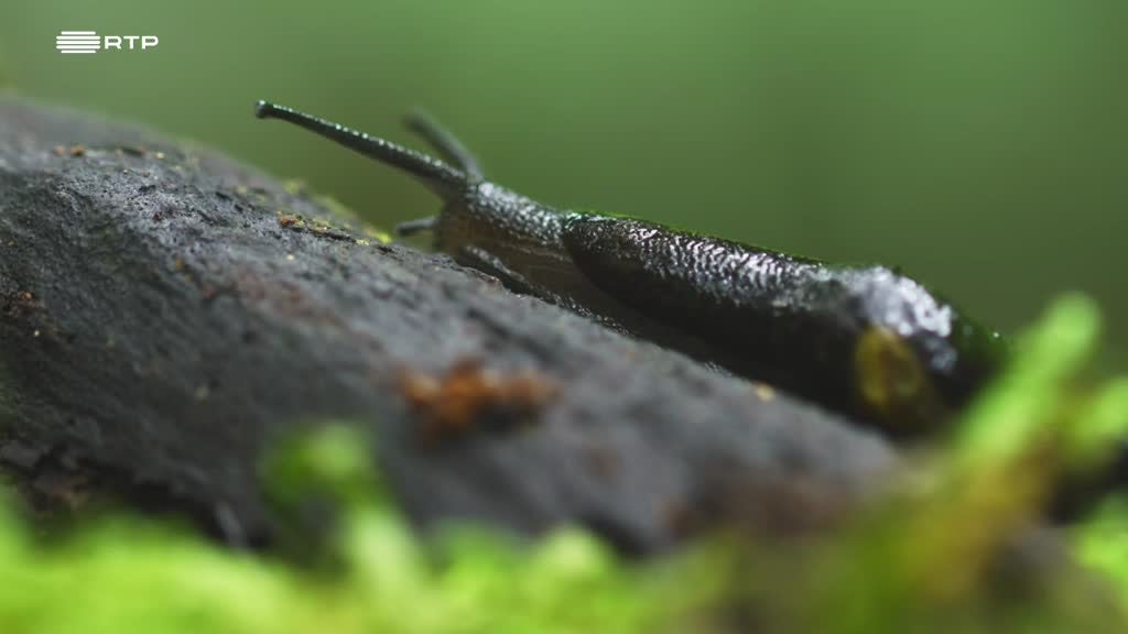 Imagem de Portugal, uma História Natural - Madeira