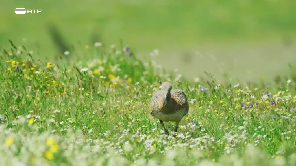 Imagem de Portugal, uma História Natural - Alentejo