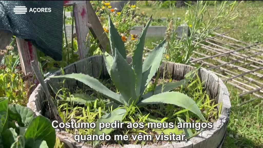 Imagem de O Mundo nos Açores | T2 - Heiki Vitzthum | Pico