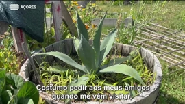 Imagem de Heiki Vitzthum | Pico