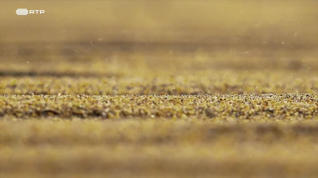 Imagem de Gigantes e Selvagens