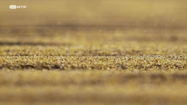 Imagem de Gigantes e Selvagens