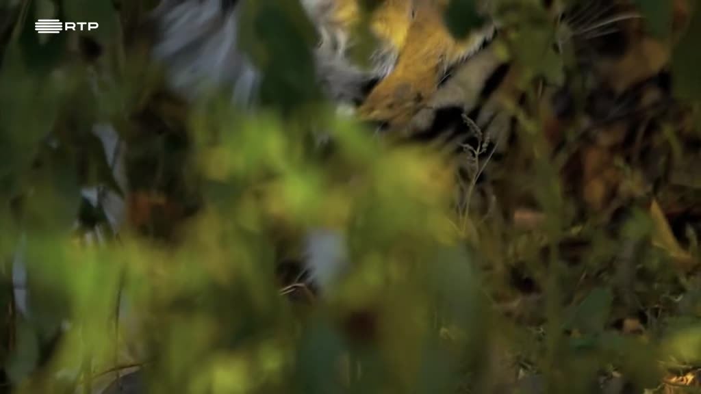 Imagem de Gigantes e Selvagens