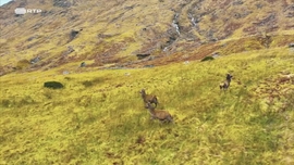 Imagem de Gigantes e Selvagens