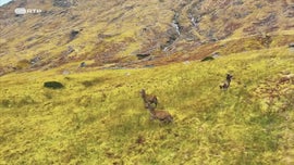 Imagem de Gigantes e Selvagens