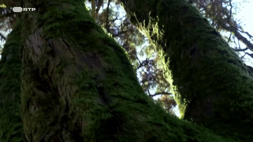 Imagem de Pés na Terra - A Internet da Floresta